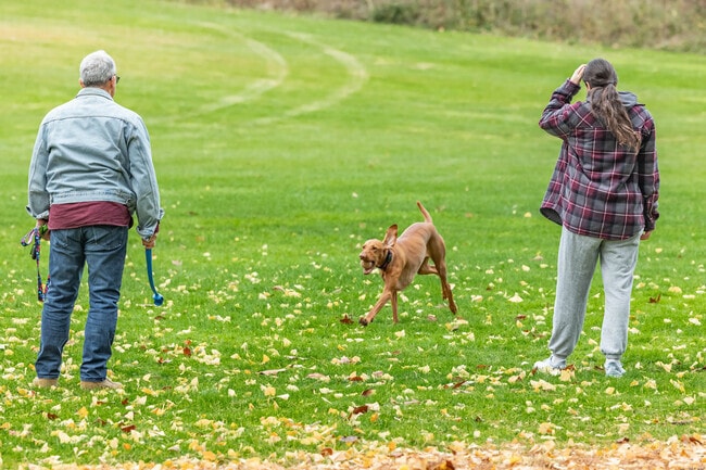 Elwood Park is a perfect place to play fetch with your dog.