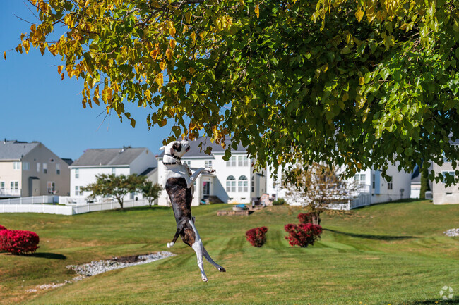 Your pup will jump for joy every time you take them to Heiskell Park.