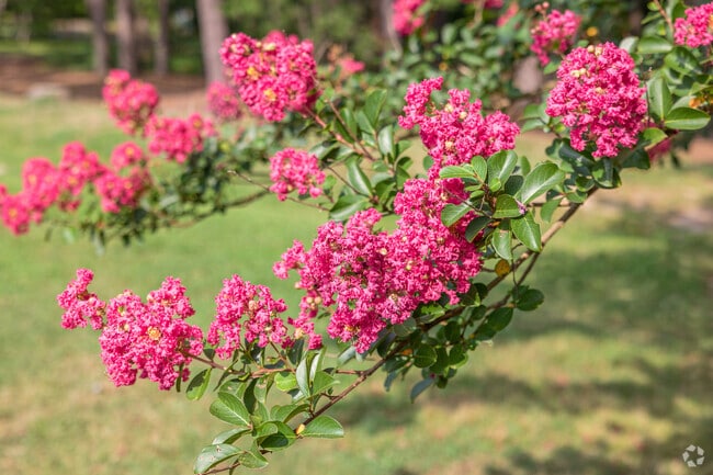 Beautiful flowers can be found at Ardmore's Miller Park.