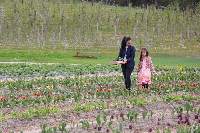Mother and daughters enjoy Tulip Fest in Amesbury on Mother's Day.