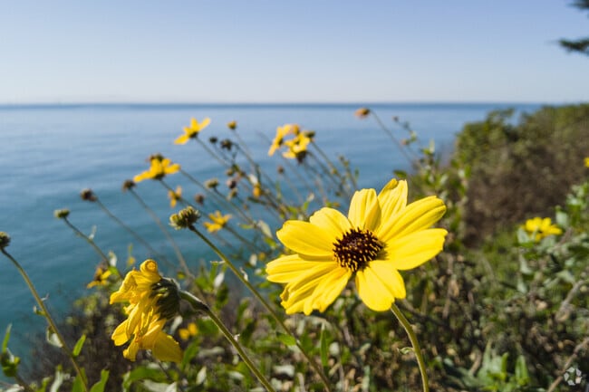 Beautiful flowers bloom year-round throughout Summerland.