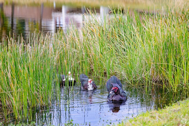 Wildlife thrives in a serene lake in Counterpointe Estates.
