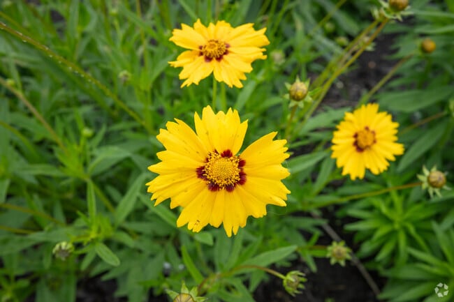 Beautiful flowers and landscaping can be found throughout Mills River.