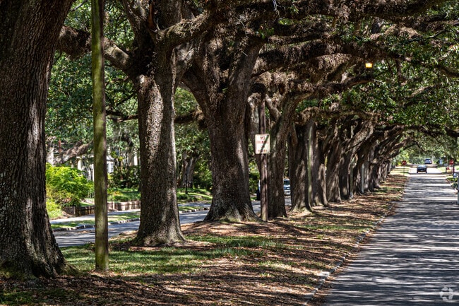 Towering live oaks line the streets in the Garden District.