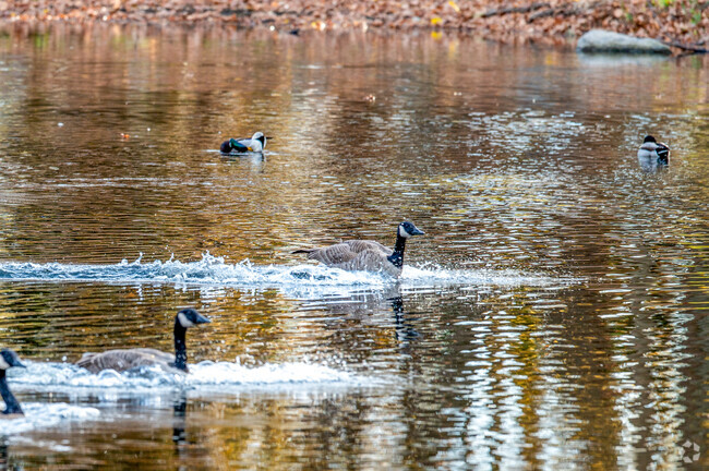 Spend your mornings watching the geese swim in Meshanticut State Park in Garden Hills.