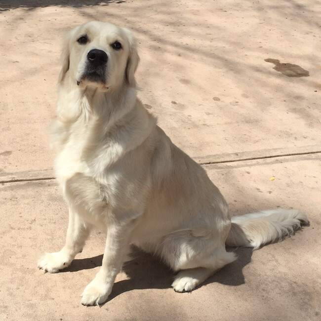 Agent Photo