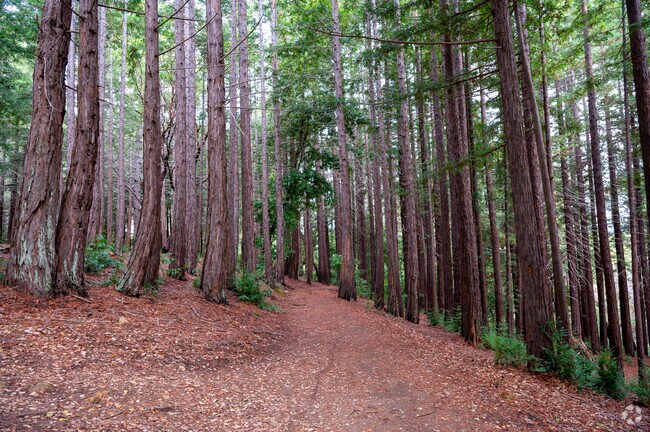 Go for a walk through the redwoods in Huddart Park.