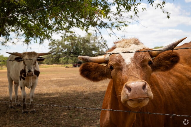 Long private driveways and limestone homes are common here, where livestock and horses roam freely.
