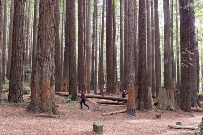 Arcata Community Forest is accessed through Redwood Park.