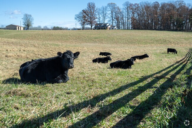 Woodbine’s rural setting includes scenic drives past cattle farms and open fields.