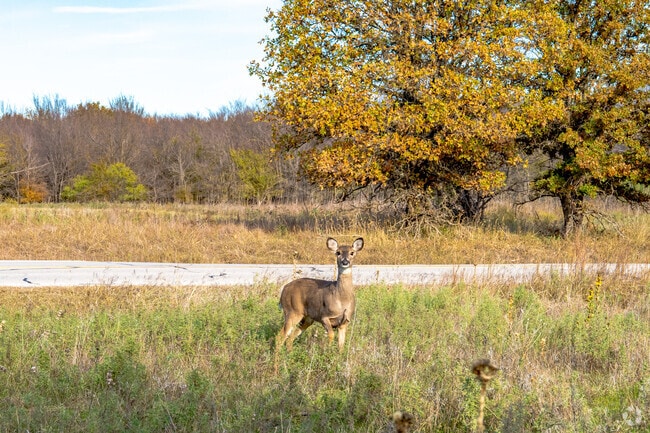 Savannah residents can take a short drive to Ray Roberts Lake State Park, where deer can be seen all over the Grounds.
