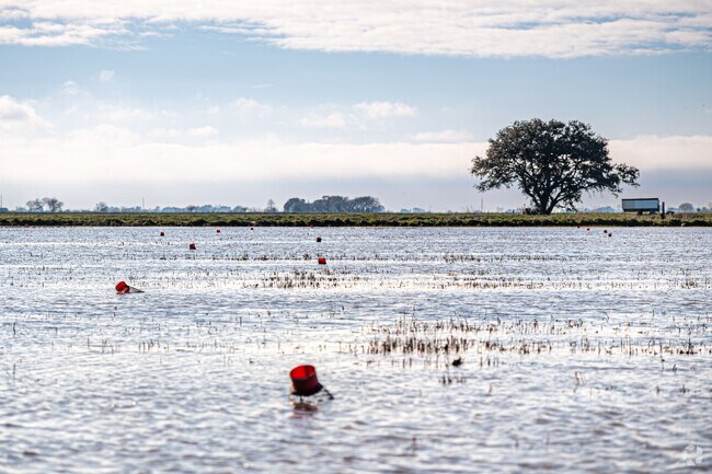 Crawfish farmers set baited traps in ponds near Abbeville.