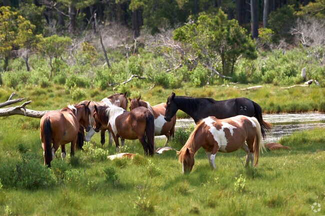 According to local lore, ponies once swam to Chincoteague, becoming a living symbol of the island’s rich heritage.