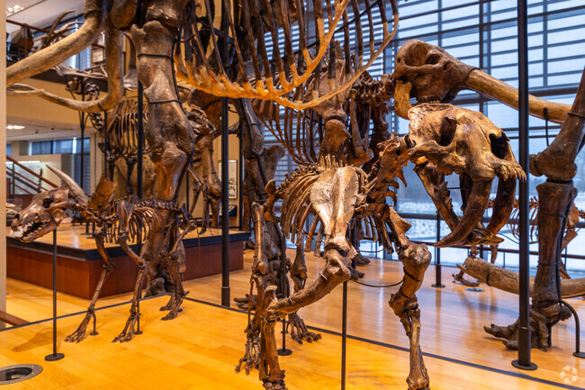 Visit the incredible fossil displays at the Beneski Natural History Museum in Amherst.