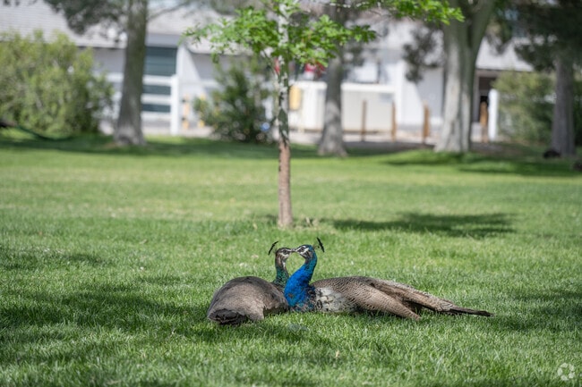 Elkhorn Ranch is a nature-friendly environment with easy access to wildlife, lush vegetation, and lakes.