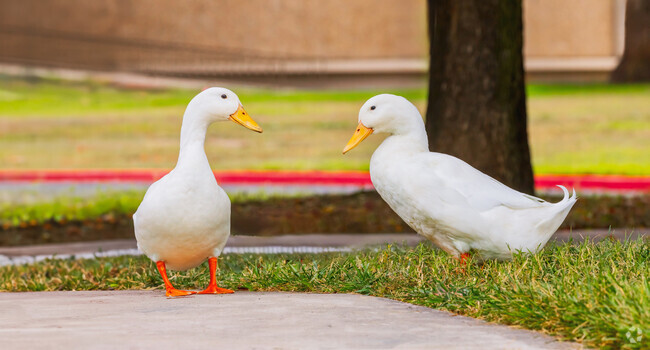 Enjoy nature that is all around you in the Geer Ranch neighborhood.