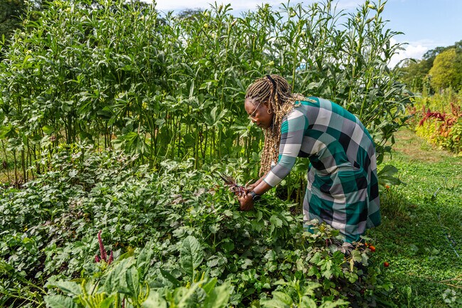 Highland locals tend to their growing produce at the Highland Park community garden.