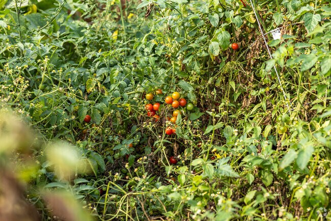 Ripened cherry tomatoes await harvest in South Unified Broadway.
