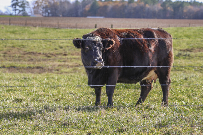 Farms in Southern Isle of Wight are abundant with plenty of livestock and crops.
