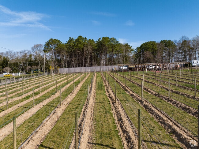 Vineyards can be found all throughout Calverton.