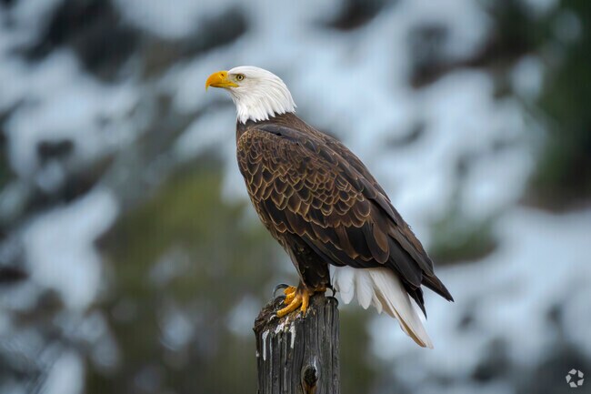 See majestic bald eagles near the river in Grand Junction's stunning landscapes.