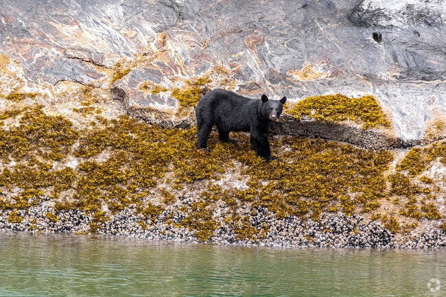 Black bears and other wildlife frequently roam through the North Douglas neighborhood.
