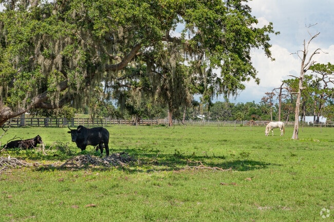 Animals co-mingle in the shade of Myakka River State Park.
