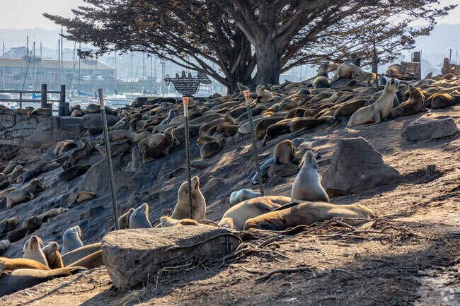 Fisherman's Shoreline Park is the best place to watch sea lions in Monterey.
