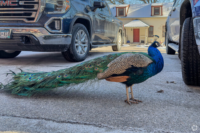 A peacock roams around the Schell Brewery in New Ulm.