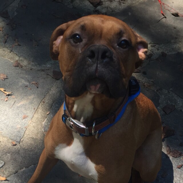 Agent Photo