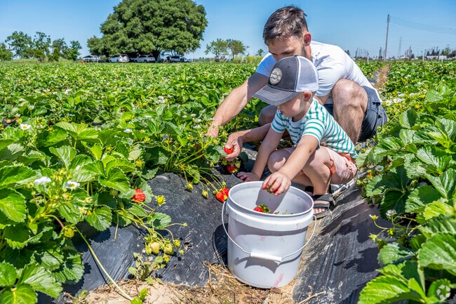 A father and son enjoy picking strawberries at Florin Fresh Strawberry Farm in Florin.