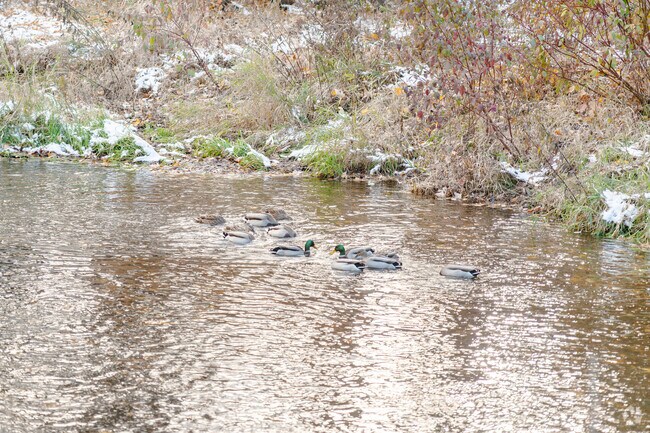 Wildlife swarms in and out of Minnehaha Creek's waters.