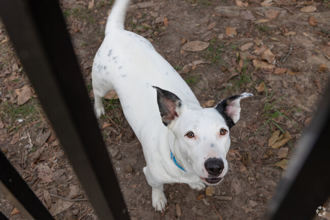 You will see many friendly doggies in Bethune-Eastside-Rowan.