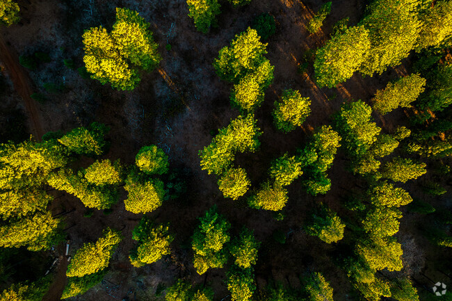 Trees are everywhere in and around Challenge-Brownsville.