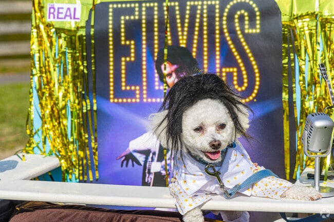 Pet Parade at Centennial Park is an annual event for locals to show off their pets in the cutest costumes.