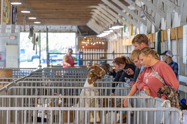 Goats strive for attention at the Manheim Community Farm Show.