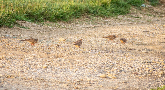 Birds can often be spotted around the Friendly neighborhood, adding life and charm to the area.