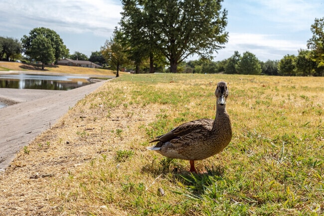 The ducks at Huffhines Park are no strangers to locals in Duck Creek.