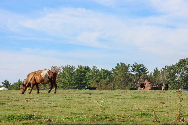 Grazing cows are a common sight in the agriculture-driven East Kingston area.