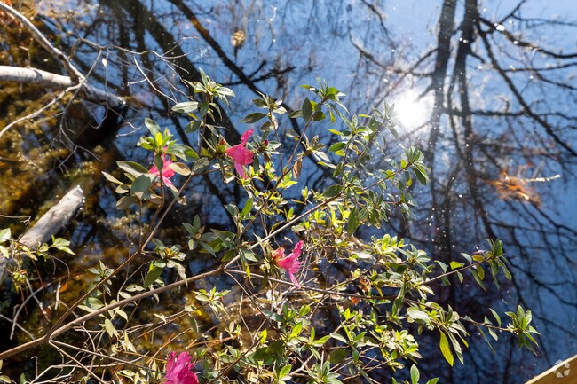 In the Okefenokee Swamp you can find wildflowers groing along the riverbanks in the sunshine.