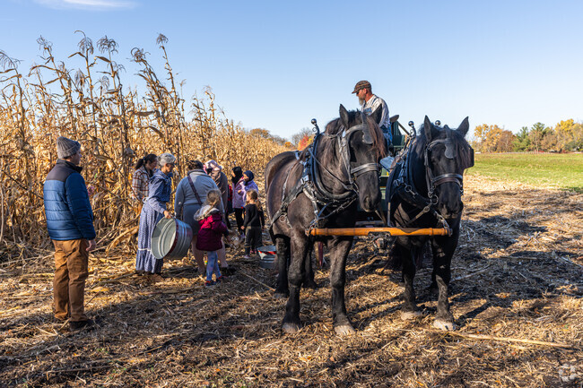 Visitors help pick corn at the Corn Harvest in Chicago West.