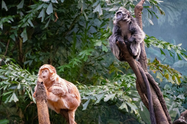 The Bronx Zoo is a great place to take the family just outside the Belmont neighborhood.