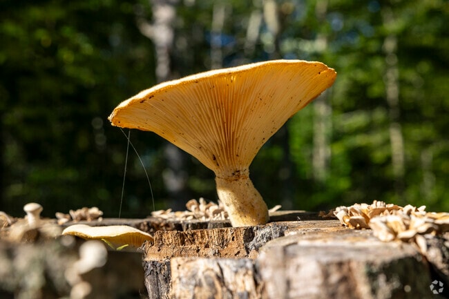 Bring a guidebook for mushrooming in Willoughby Hills.