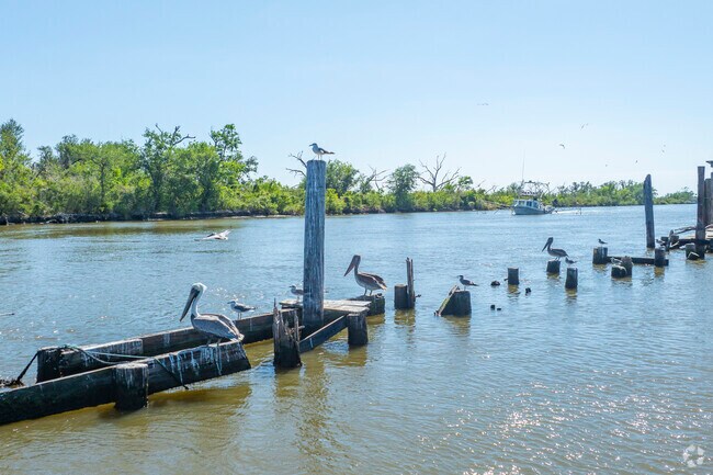 Brown Pelicans, the state bird of Louisiana, are a common sight in Dulac.