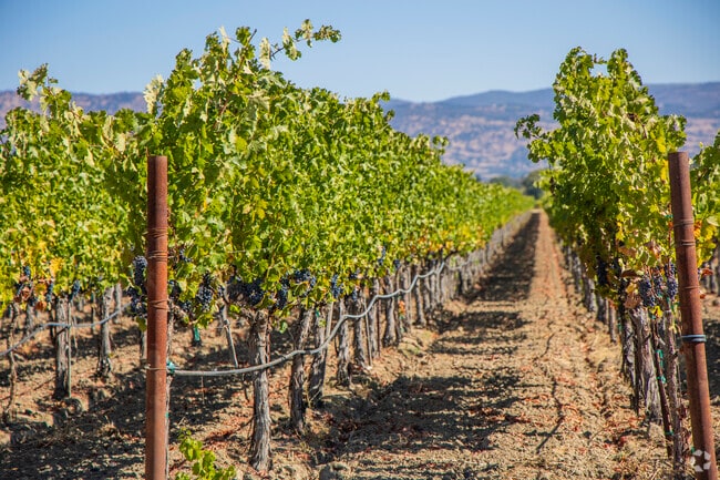 Vineyard Estates' harvest rows and rows of beautiful wine grapes every year.