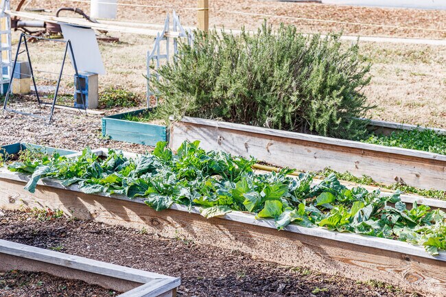 Carter High School's community garden is cultivated by students and yields vegetables and herbs.