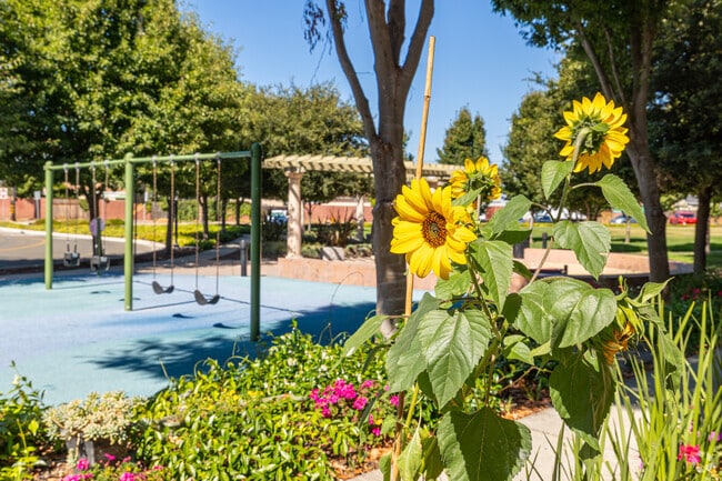 A beautiful sunflower near Cannery Water Tower Park in Burbank.