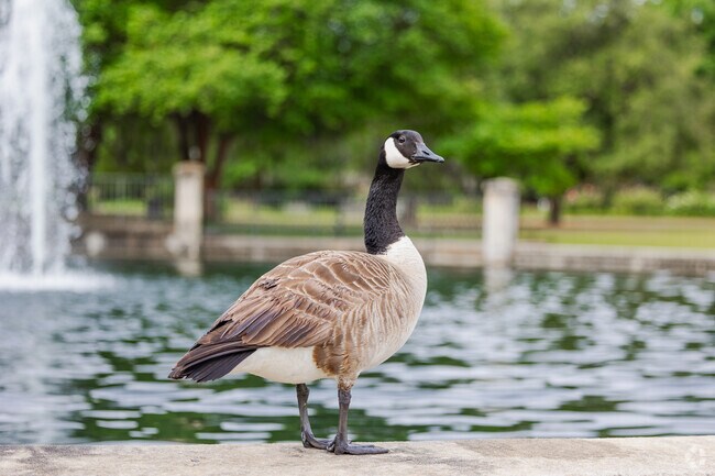 Hampton Park has a great duck pond  just a short walk away from North Central.