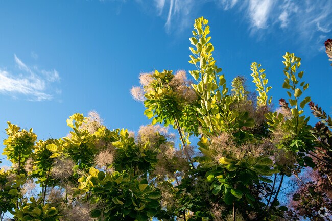 Plants with the sky in frame on a clear sunny day.
