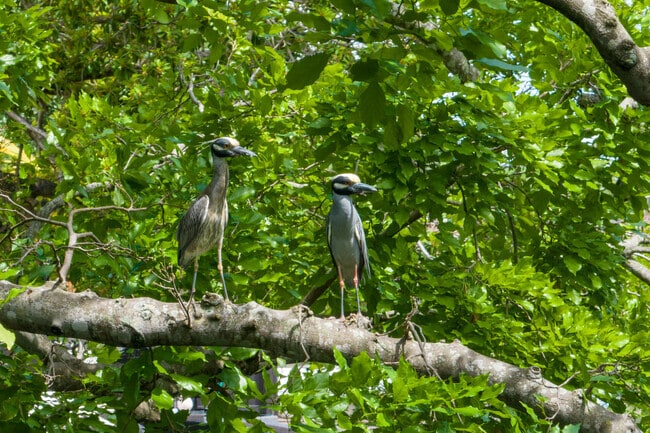Wildlife in Lions park in Park East. by the Hollywood area.